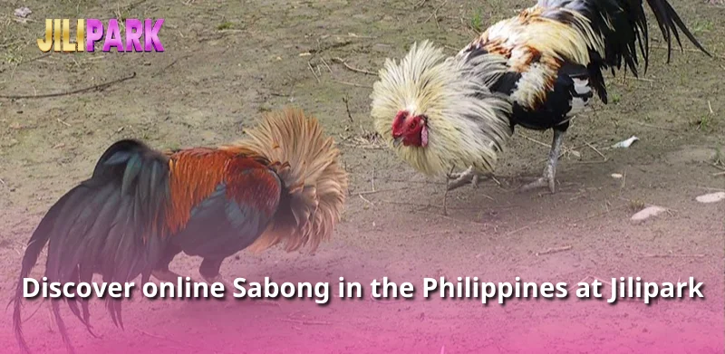 Discover online Sabong in the Philippines at Jilipark