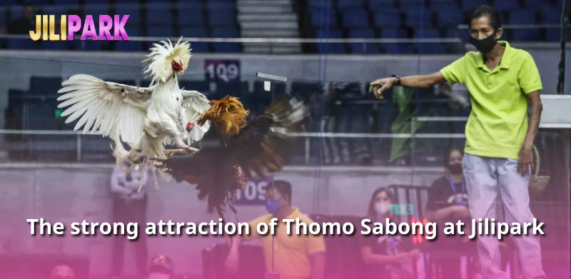 The strong attraction of Thomo Sabong at Jilipark