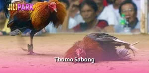 Thomo Sabong