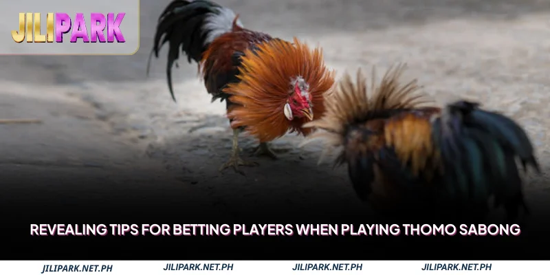 Revealing tips for betting players when playing Thomo Sabong