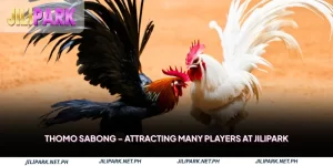 Thomo Sabong